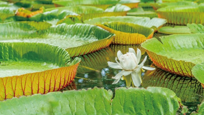 TAKE A STROLL IN THE PAMPLEMOUSSES BOTANICAL GARDEN 